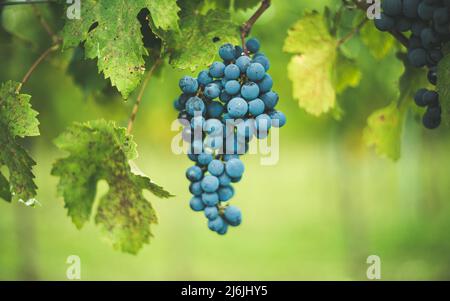 Raisin de vigne bleu dans le vignoble. Cabernet Franc raisin pour faire du vin rouge dans la récolte. Vue détaillée d'une vigne gelée dans un vignoble dans Banque D'Images