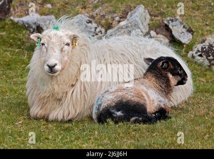 Brebis et Agneau, Minera, pays de Galles Banque D'Images