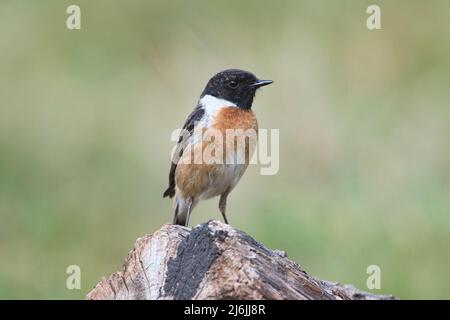 Le mâle de la stonechat (Saxicola rubicola), photographié au printemps Banque D'Images