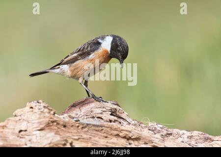 Le mâle de la stonechat (Saxicola rubicola), photographié au printemps Banque D'Images