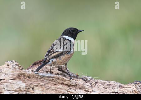 Le mâle de la stonechat (Saxicola rubicola), photographié au printemps Banque D'Images