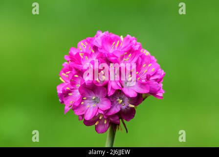 Thrift de mer Armeria maritima, gros plan. Belles petites fleurs roses. Arrière-plan vert naturel flou, espace de copie. Trencin, Slovaquie. Banque D'Images