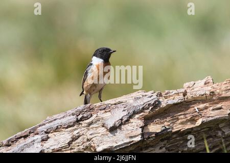 Le mâle de la stonechat (Saxicola rubicola), photographié au printemps Banque D'Images