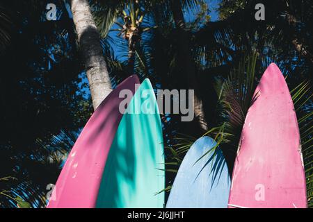 Planches de surf dans les palmiers dans les Florida Keys Banque D'Images