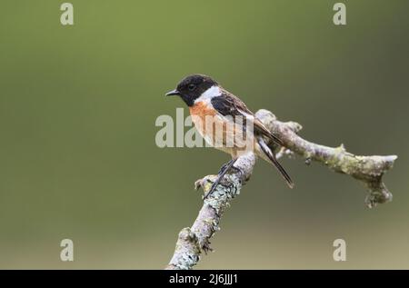 Le mâle de la stonechat (Saxicola rubicola), photographié au printemps Banque D'Images