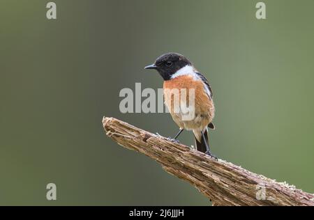 Le mâle de la stonechat (Saxicola rubicola), photographié au printemps Banque D'Images