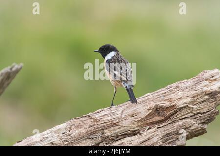 Le mâle de la stonechat (Saxicola rubicola), photographié au printemps Banque D'Images