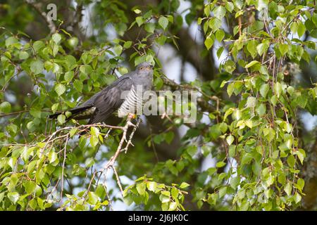 Coucou commun (Cuculus canorus) perché dans un arbre au printemps Banque D'Images