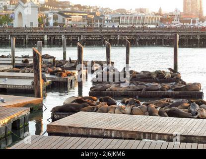 Les otaries et les phoques se reposent sur la baie de San Francisco, au-dessus des quais en bois Banque D'Images