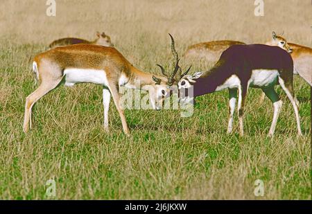 Un Blackbuck masculin et juvénile. (Antilope cervicapra.) De l'Inde, du Népal. Banque D'Images