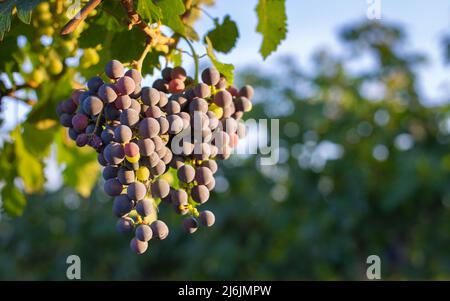 Raisins de vigne bleus non mûrs dans le vignoble. Cabernet Franc raisin pour faire du vin rouge en été. Vue détaillée d'une vigne dans un vignoble Banque D'Images