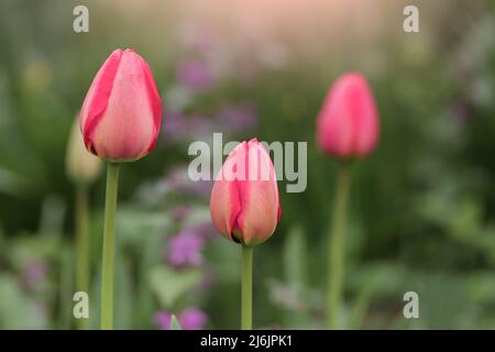 Tulips roses sur fond vert gros plan. Mise au point sélective. Mise au point douce Banque D'Images