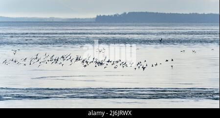 Un troupeau de goélands de Bonaparte (Chericocephalus philadelphia) survole l'eau près de East point sur l'île Saturna, en Colombie-Britannique, au Canada. Banque D'Images