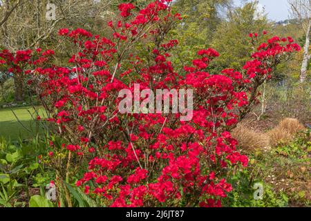 les fleurs riches de rouge de sang de l'arbuste de rhododendron puise ruby, avec les couleurs de fleur accentuées contre les feuilles vertes Banque D'Images