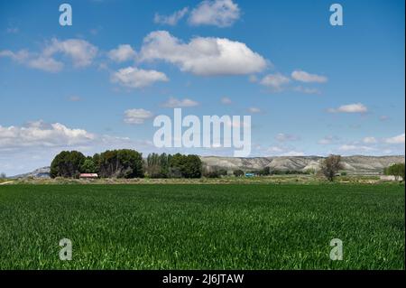 Champ de céréales à Aragon avec les Monegros en arrière-plan, Aragón, Espagne, Europe Banque D'Images