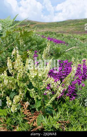 La sauge à bois (Teucrium scorodonia) et la bruyère (Erica cinerea) fleurissent sur une pointe côtière, Rhossili, The Gower, pays de Galles, Royaume-Uni, Juillet. Banque D'Images