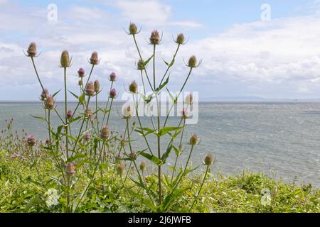 Touffes à thé commun (Dipsacus fullonum) sur les prairies à sommet de falaise, Glamourgan Heritage Coast, St. Donat’s, pays de Galles, Royaume-Uni, Juillet. Banque D'Images