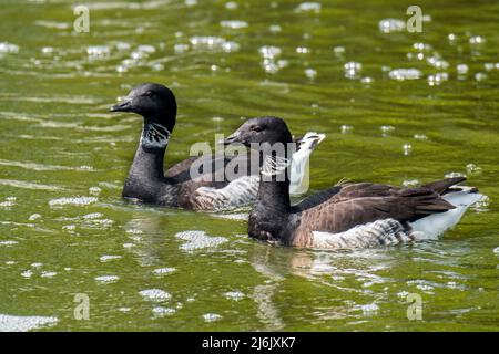 Paire d'oies noires brent / brent du Pacifique (Branta bernicla nigricans), oies indigènes de la toundra arctique nageant dans l'étang Banque D'Images