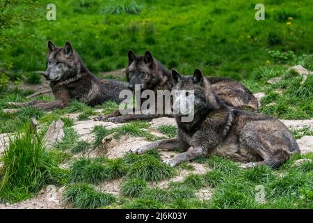 Trois loups noirs du Nord-Ouest / loup de la vallée du Mackenzie / loup à bois d'Alaska / loup à bois canadien (Canis lupus occidentalis) reposant dans le pré Banque D'Images