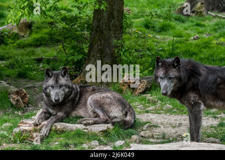 Deux loups noirs du Nord-Ouest / loup de la vallée du Mackenzie / loup à bois d'Alaska / loup à bois canadien (Canis lupus occidentalis) se reposant en forêt Banque D'Images