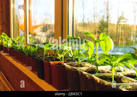 Balcon avec des semis sur le rebord de la fenêtre. De la ferme à la table. Heure du coucher du soleil, printemps. Concept de la Biophilie. Banque D'Images