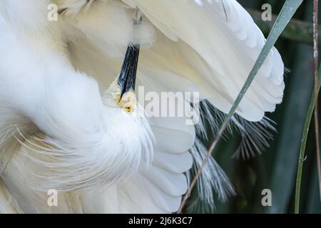 Prêcher l'aigrette neigeuse (Egretta thula) à la rookerie sauvage d'oiseaux de la ferme des alligators de St. Augustine, sur l'île Anastasia, à St. Augustine, en Floride. (ÉTATS-UNIS) Banque D'Images