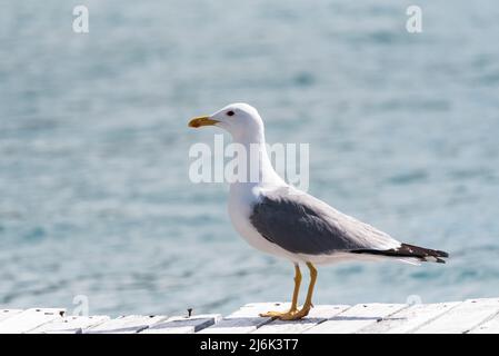 Yellow-legged Gull (Larus michahellis) Banque D'Images