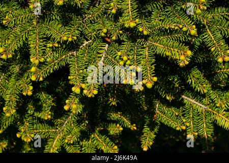 Épinette de Norvège - Picea abies ou nouvelles aiguilles d'épinette européenne. Texture de fond conifères naturelle. Flou de mise au point sélective. Banque D'Images