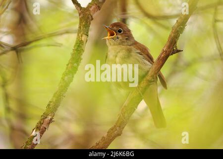 Commune Nightingale - Luscinia megarhynchos également connu sous le nom de rufous nightingale, petit oiseau brun de passereau mieux connu pour sa puissante et belle chanson Banque D'Images