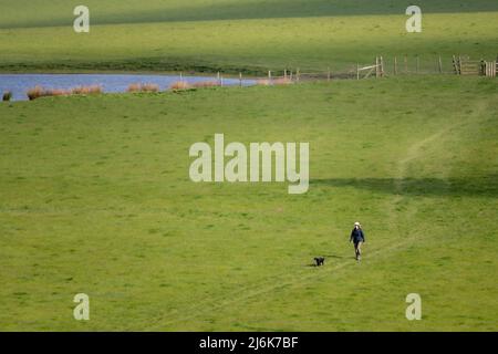 Chien sur une promenade le long d'un grand pré, près de Bakewell, Derbyshire, Royaume-Uni Banque D'Images
