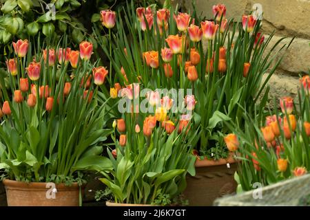 Tulipes de printemps poussant dans le jardin à Chatsworth House, Derbyshire, Royaume-Uni Banque D'Images