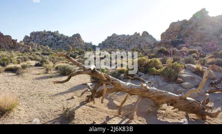 Parmi le paysage désertique du parc national de Joshua Tree, une silhouette de palmiers yucca est capturée juste avant le crépuscule Banque D'Images