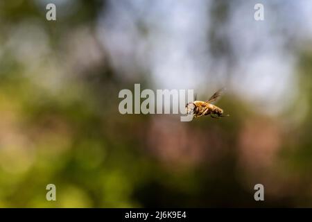 Un portrait d'un drone commun ou eristalis tenax planant l'air au milieu devant un buisson vert. L'insecte survolte cosmopolite ressemble à une abeille et Banque D'Images