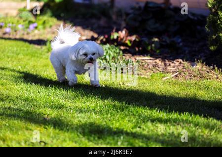 Un portrait d'une race de chien de boomer blanc. Le petit animal domestique joue et s'exécute volontiers sur une pelouse dans une cour avec sa langue Banque D'Images