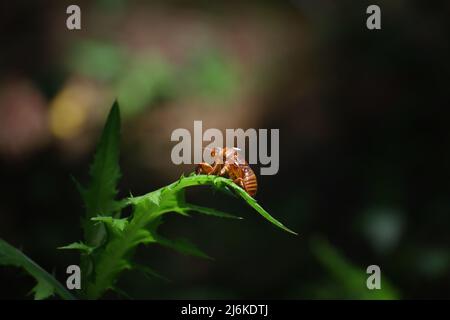 Cicada coquillages laissés sur les feuilles illuminées par la lumière du soleil à travers les arbres Banque D'Images