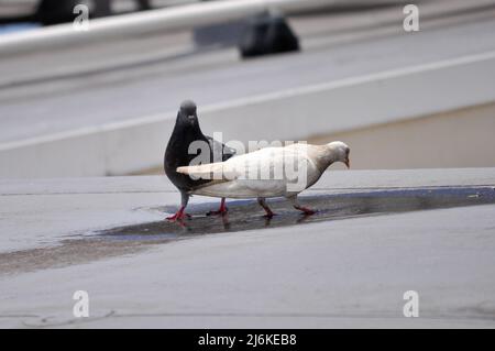 Deux oiseaux se déplaçant sur un toit. Banque D'Images