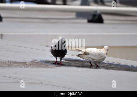 Deux oiseaux se déplaçant sur un toit. Banque D'Images