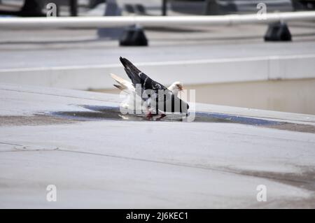 Deux oiseaux se déplaçant sur un toit. Banque D'Images