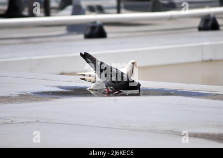 Deux oiseaux se déplaçant sur un toit. Banque D'Images