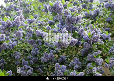 Arbre de l'île ceanothus 'bleu de Trewithen' en fleur Banque D'Images
