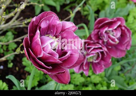 Double tulipe « Ream Touch » en fleur Banque D'Images