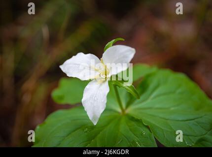 Grande fleur trillium blanche dans le parc de la ville. Mise au point sélective, aucun, flou, faible profondeur de champ Banque D'Images