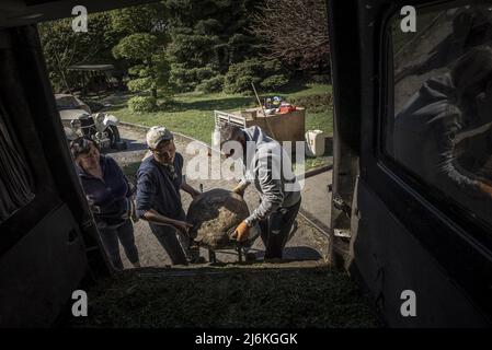 Région de Poltava, Ukraine. 2nd mai 2022. Les employés de Feldman-Eco Park travaillent pour déplacer les tortues sauvées vers un emplacement temporaire d'Eco-Park dans la région de Poltava, à deux heures à l'ouest de Kharkiv, en Ukraine, le lundi 2 mai 2022. Les hauts responsables israéliens ont condamné lundi les remarques du diplomate en chef de la Russie qui a affirmé que le dirigeant nazi Adolf Hitler était juif et a laissé entendre que les captifs juifs pendant la Seconde Guerre mondiale étaient responsables de leur propre mort dans l'Holocauste. Photo de Ken Cedeno/UPI crédit: UPI/Alay Live News Banque D'Images