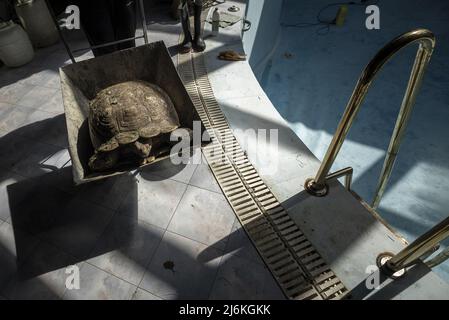 Région de Poltava, Ukraine. 2nd mai 2022. Les employés de Feldman-Eco Park travaillent pour déplacer les tortues sauvées vers un emplacement temporaire d'Eco-Park dans la région de Poltava, à deux heures à l'ouest de Kharkiv, en Ukraine, le lundi 2 mai 2022. Les hauts responsables israéliens ont condamné lundi les remarques du diplomate en chef de la Russie qui a affirmé que le dirigeant nazi Adolf Hitler était juif et a laissé entendre que les captifs juifs pendant la Seconde Guerre mondiale étaient responsables de leur propre mort dans l'Holocauste. Photo de Ken Cedeno/UPI crédit: UPI/Alay Live News Banque D'Images