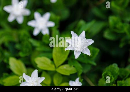 Vue rapprochée de la double fleur blanche vivace d'Anemone nemorosa 'Vestal' dans les bois au printemps à Surrey, dans le sud-est de l'Angleterre Banque D'Images