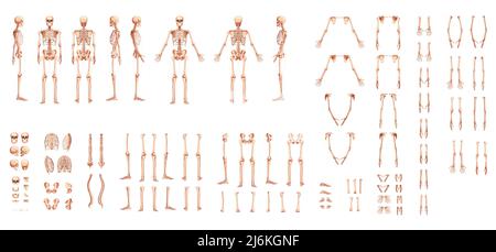 Ensemble de squelette mains humaines, jambes, coffres, têtes, vertèbres, Vue latérale arrière du bassin et des cuisses. 3D concept réaliste de couleur naturelle plate Illustration vectorielle de l'anatomie isolée sur fond blanc Illustration de Vecteur