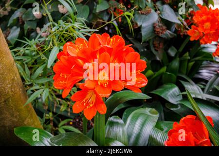 Red Clivia miniata fleurs à feuilles larges au printemps dans la glasshouse de RHS Garden Wisley, Surrey, une maison tropicale originaire d'Afrique du Sud Banque D'Images