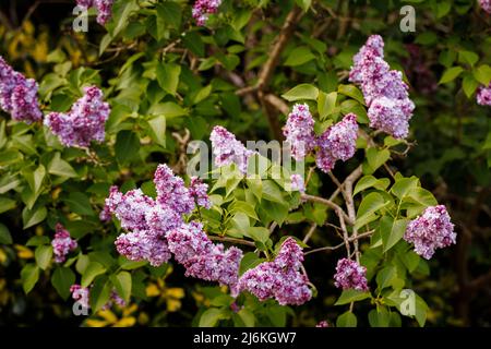 Des ratons laveurs mauves à roses d'un buisson lilas à double fleur parfumé fleurissent dans un jardin de Surrey, dans le sud-est de l'Angleterre, du début au milieu du printemps Banque D'Images