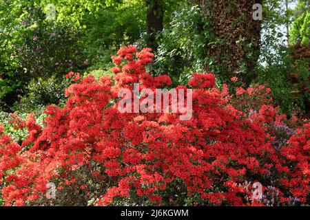 Rouge Rhododendron 'Rustica' en fleur Banque D'Images