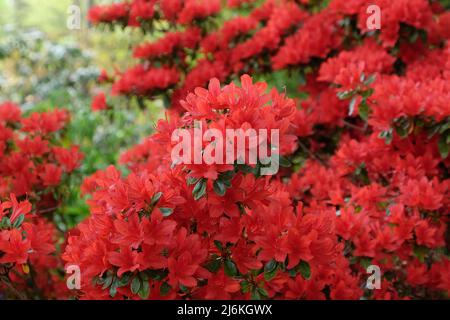 Rouge Rhododendron 'Rustica' en fleur Banque D'Images